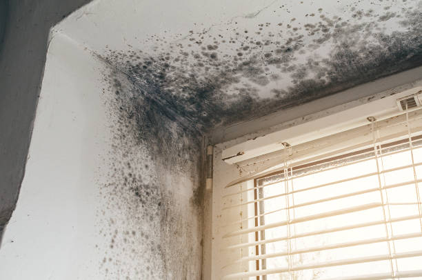 Affordable Mold Inspection And Testing solutions in Farmington, IL